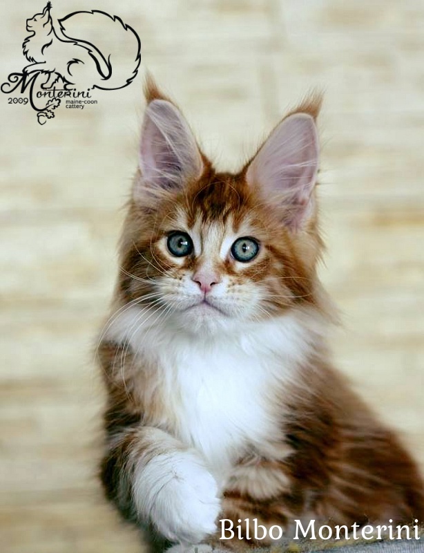 Bilbo Monterini - мейн-кун