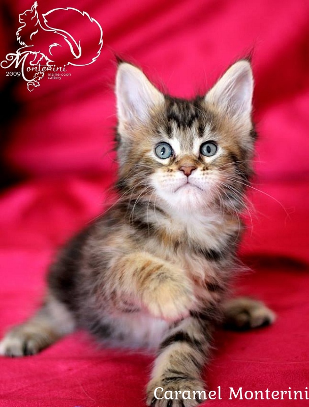 Caramel Monterini - maine-coon