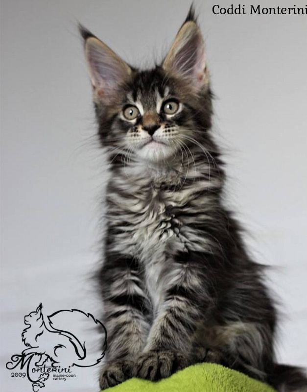 Coddi Monterini - мейн-кун