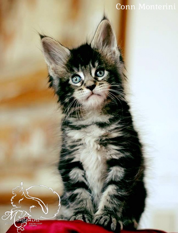 Conn Monterini - мейн-кун