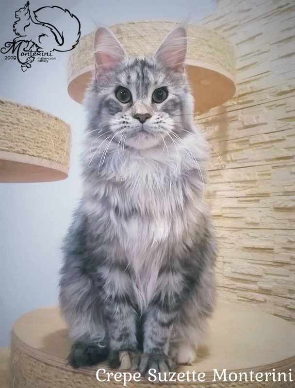 Crepe Suzette Monterini - мейн-кун