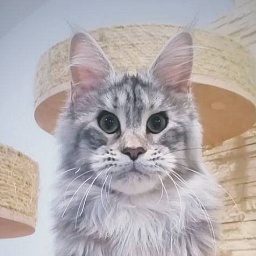 Crepe Suzette Monterini