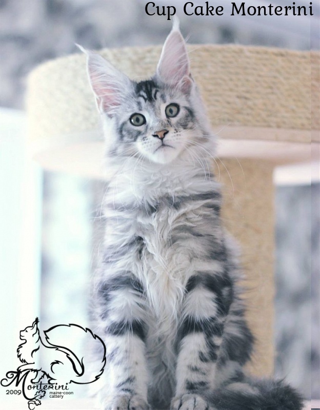 Cup Cake Monterini - maine-coon