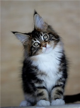 Brauni Monterini - мейн-кун