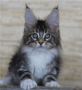 Bro Monterini - мейн-кун