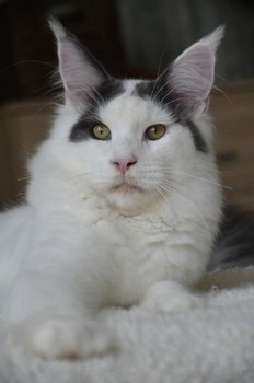 Knox from Aurum Bohemia - maine-coon