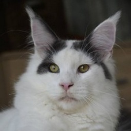 Knox from Aurum Bohemia