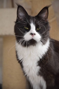 Yagga Viktoria Pride - maine-coon
