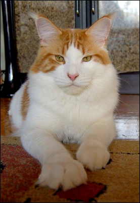 George Washington of Baydar - maine-coon