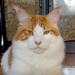 George Washington of Baydar