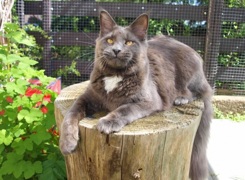 Folette Fee from Aurum Bohemica - мейн-кун