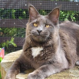 Folette Fee from Aurum Bohemica