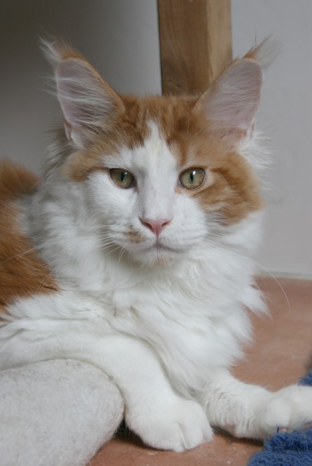 Pillowtalk's Laser - maine-coon