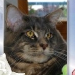 Blue Angel from Aurum Bohemica