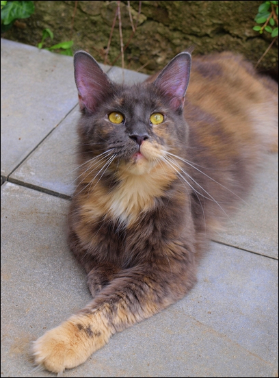 Family Stars Erica - мейн-кун