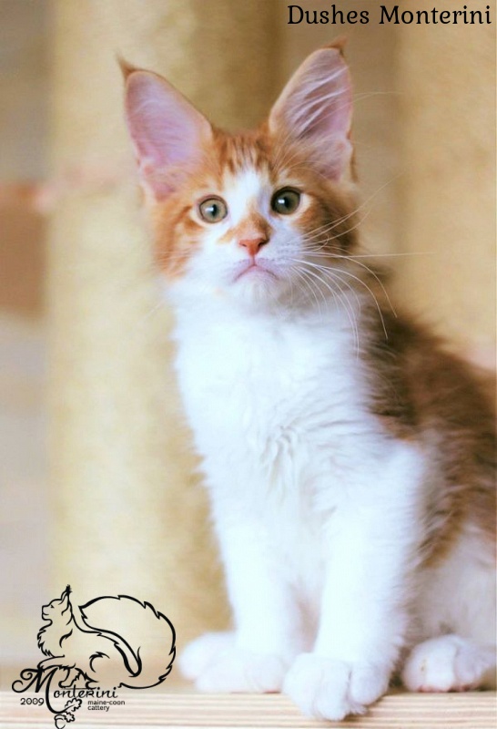 Dushes Monterini - maine-coon