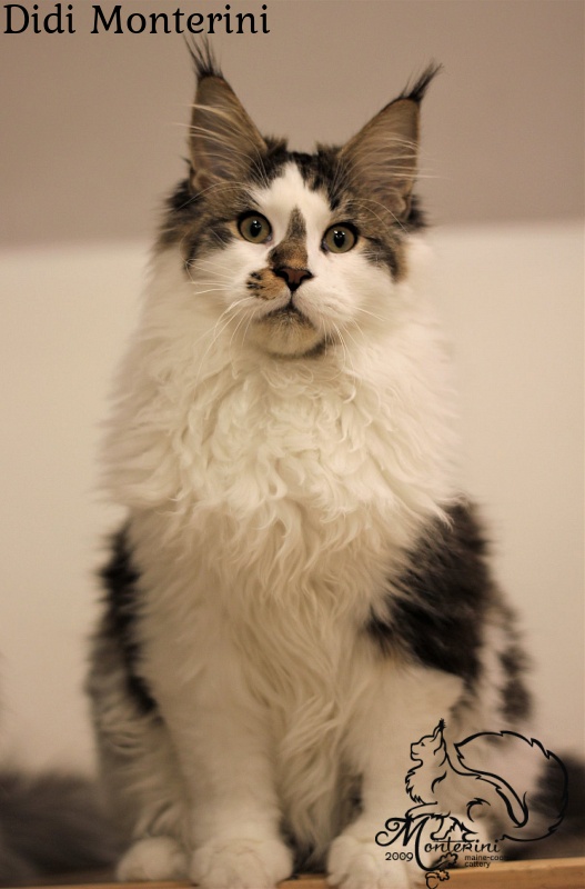 Didi Monterini - maine-coon