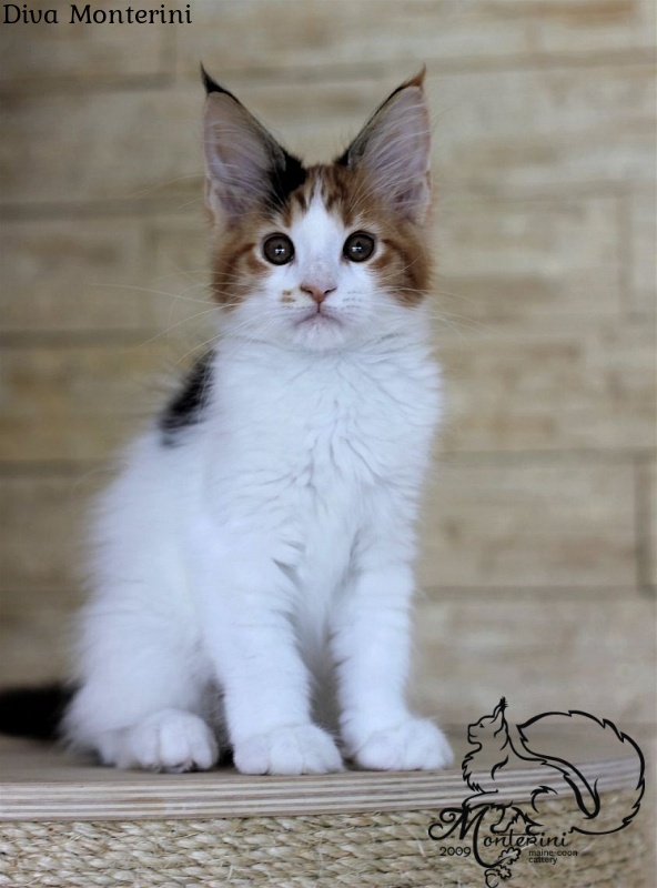 Diva Monterini - мейн-кун