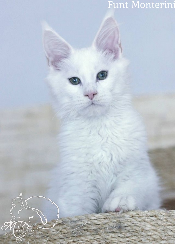 Funt Monterini - мейн-кун