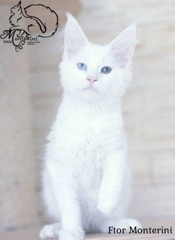 Ftor Monterini - maine-coon