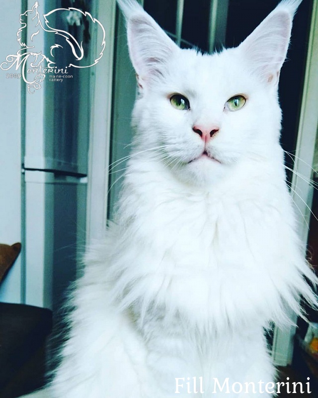Fill Monterini - maine-coon