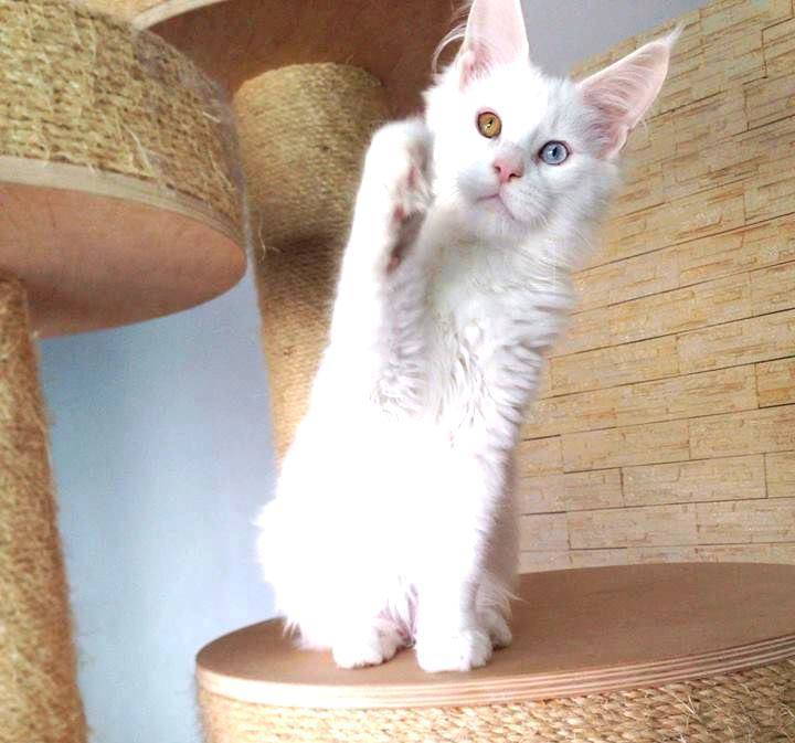 Folkner Monterini - maine-coon