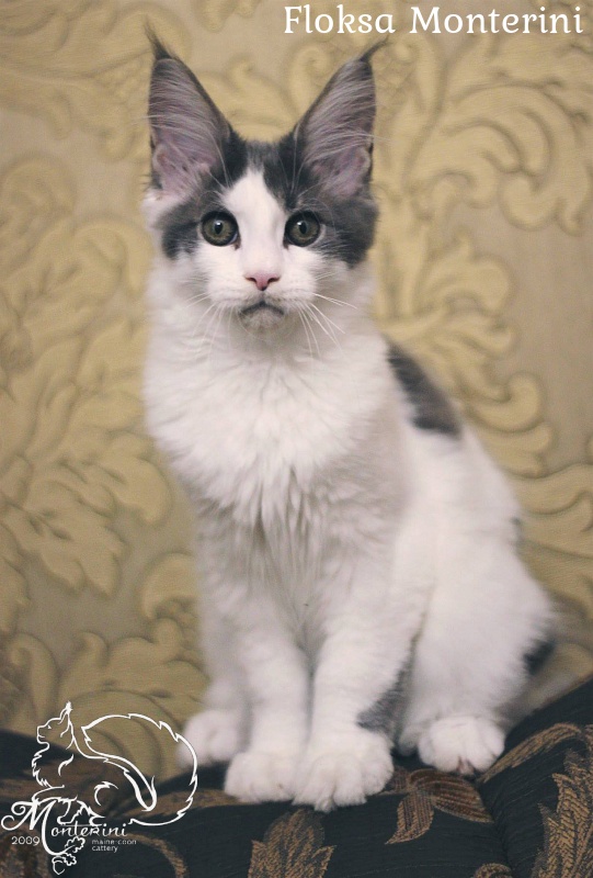 Floksa Monterini - мейн-кун