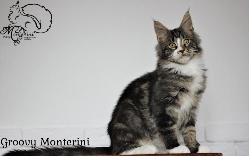 Groovy Monterini - maine-coon