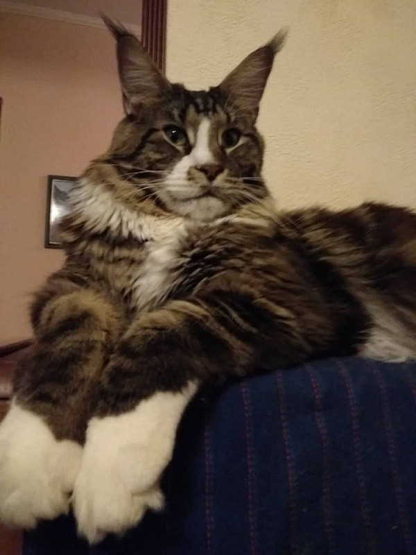 Groovy Monterini - maine-coon