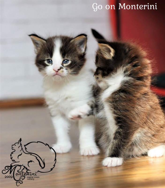 Go on Monterini - maine-coon