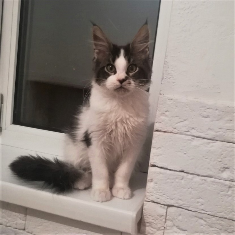 Go on Monterini - Kitten maine-coon 4 months 3.5 weeks