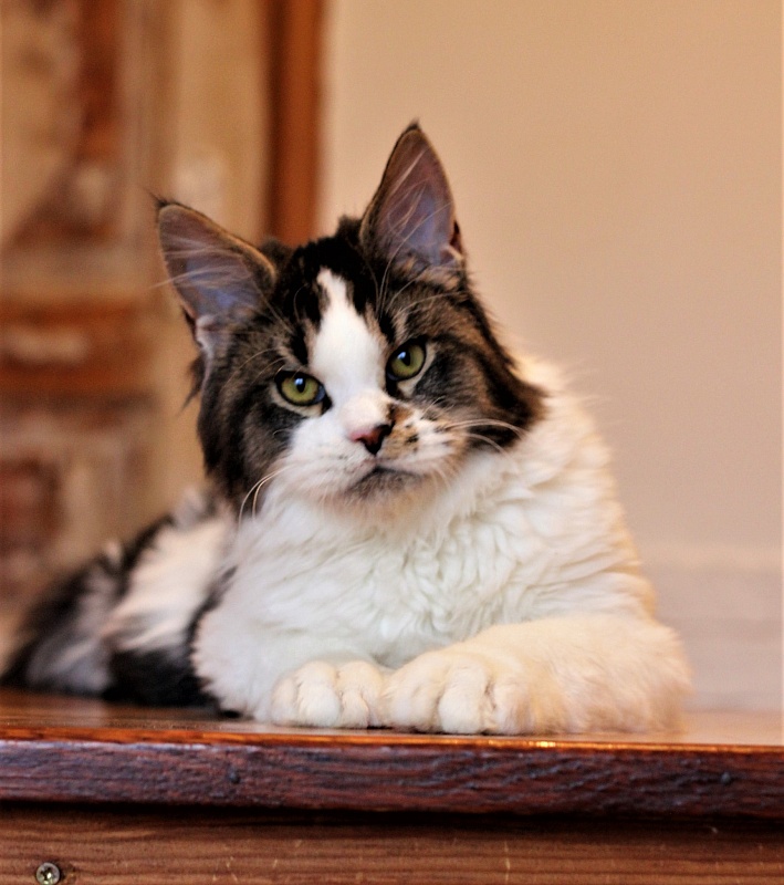 Go on Monterini - Kitten maine-coon 6 months 1.5 week