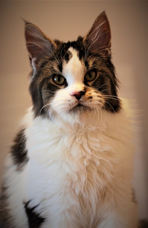 Go on Monterini - Kitten maine-coon 6 months 1.5 week