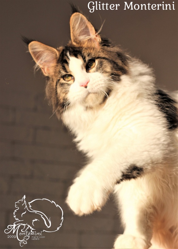 Glitter Monterini - мейн-кун