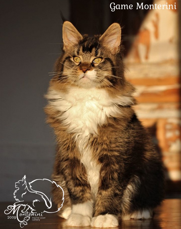 Game Monterini - maine-coon