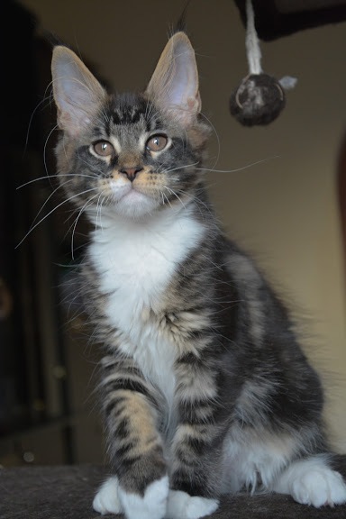 Ivanka Monterini - maine-coon