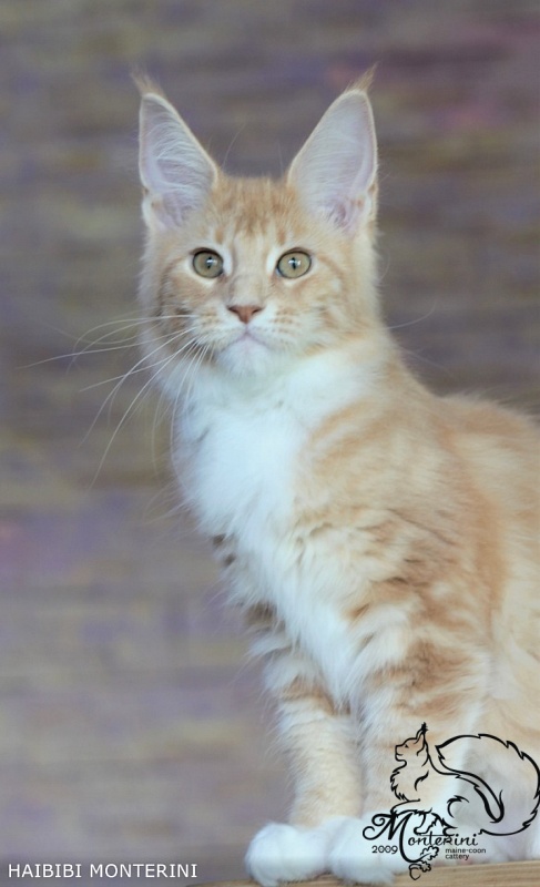 Habibi Monterini - мейн-кун