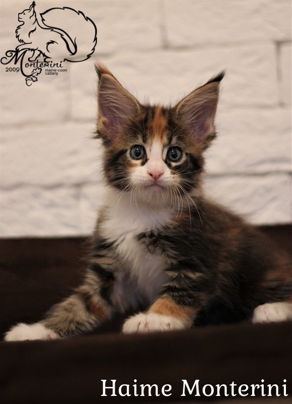 Haime Monterini - мейн-кун