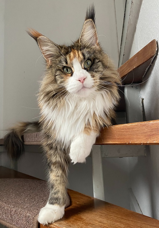 Haime Monterini - Дорослий мейн-кун 2,5 роки 1,5 тиждень