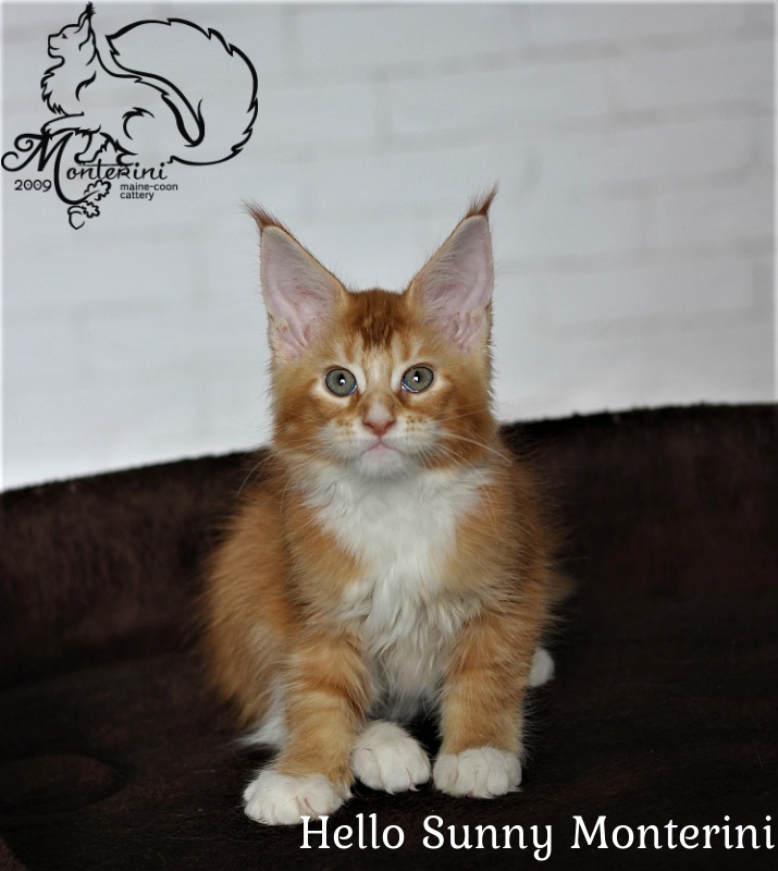 Hello Sunny Monterini - maine-coon