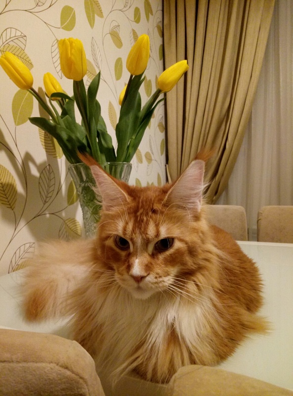 Hello Sunny Monterini - Adult maine-coon 1 year 6 months 2.5 weeks