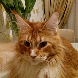 Hello Sunny Monterini