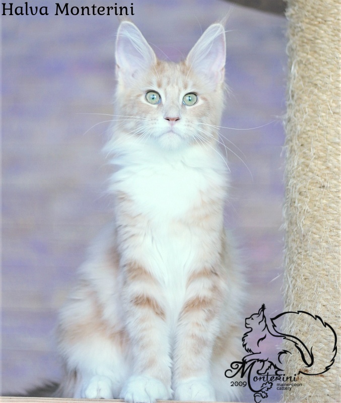Halva Monterini - мейн-кун