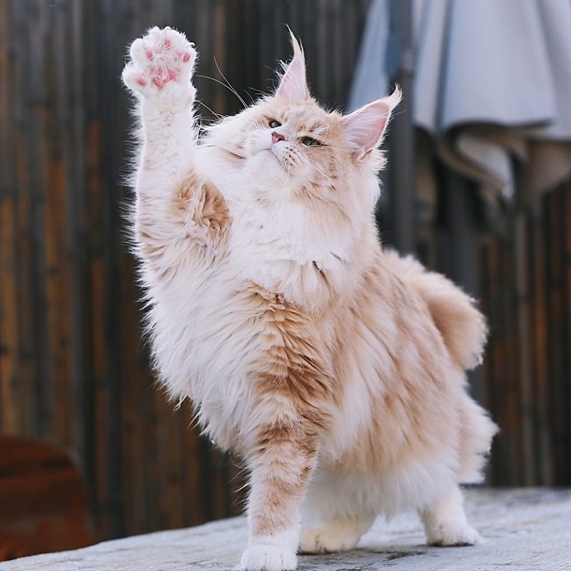 Halva Monterini - Дорослий мейн-кун 1 рік 6 місяців 1,5 тиждень