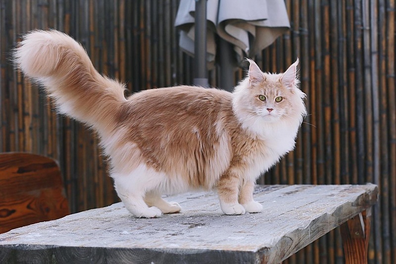 Halva Monterini - Дорослий мейн-кун 1 рік 6 місяців 1,5 тиждень