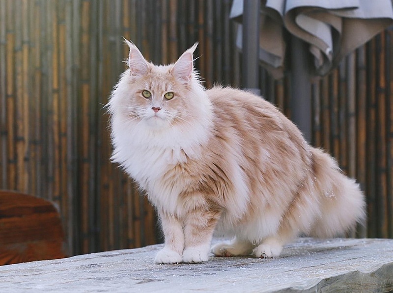 Halva Monterini - Дорослий мейн-кун 1 рік 6 місяців 1,5 тиждень
