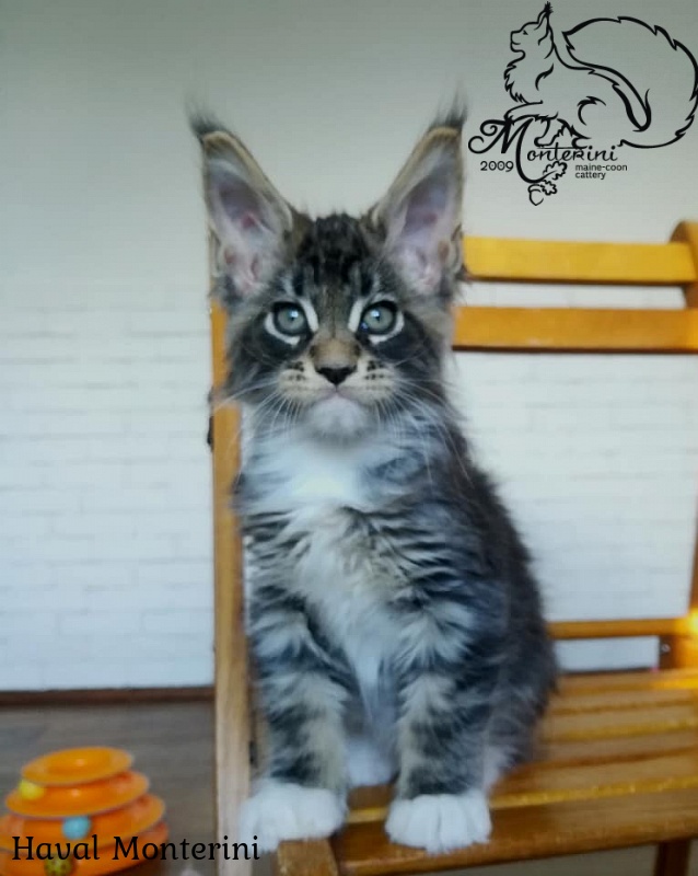 Haval Monterini - мейн-кун