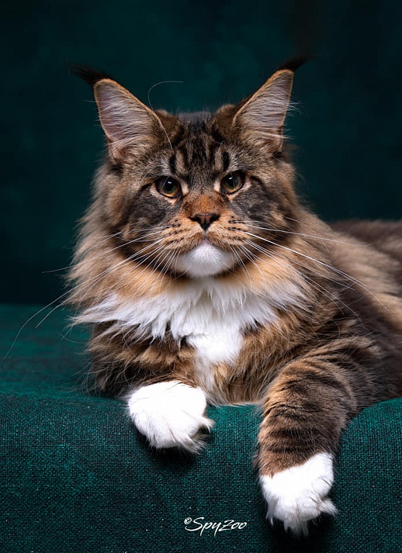 Haval Monterini - Дорослий мейн-кун 2 роки 3 місяця