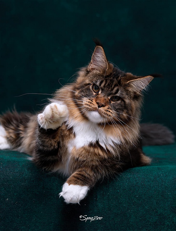 Haval Monterini - Дорослий мейн-кун 2 роки 3 місяця