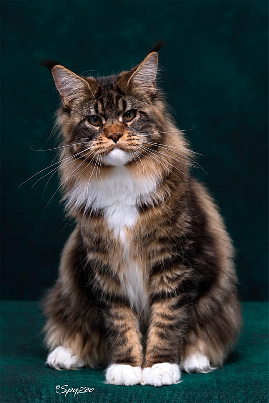 Haval Monterini - Дорослий мейн-кун 2 роки 3 місяця